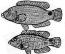 Symphodus mediterraneus